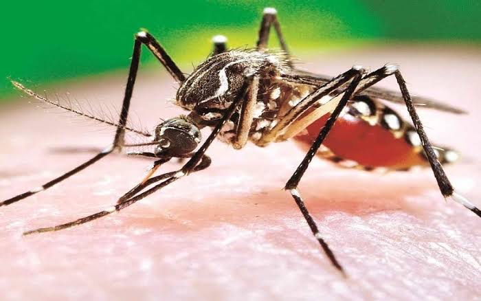  Tamaulipas registra aumento del 80% en dengue