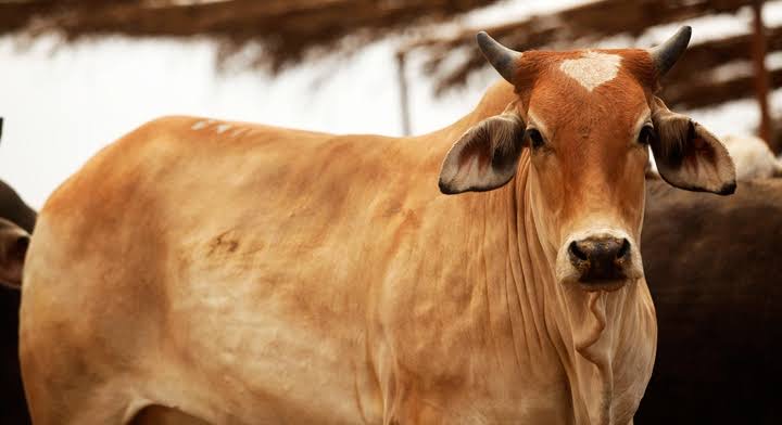  Exportarán ganado tamaulipeco por Chihuahua