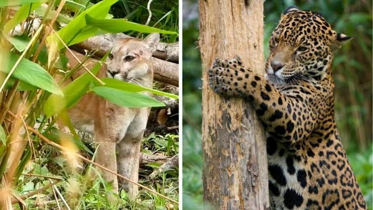  Denuncian ataques de Jaguares y Pumas en Tula