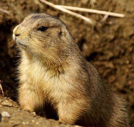  El “Talcoyote”: Un roedor poco conocido en Tula