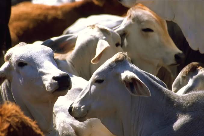  Ganaderos tamaulipecos deberán esperar tres meses para exportar su ganado a EU