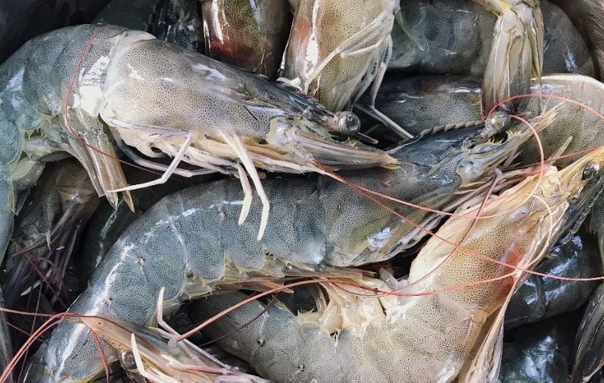  México le compró 60 toneladas de camarones a Ecuador