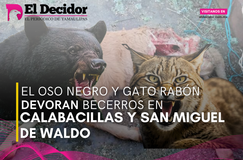  El oso negro y gato rabón DEVORAN becerros en Calabacillas y San Miguel de Waldo