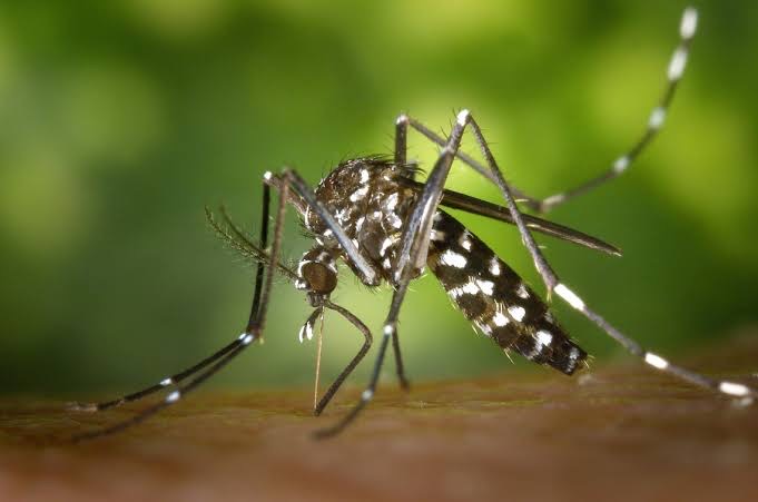  Investigan muerte de embarazada por posible caso de Zika