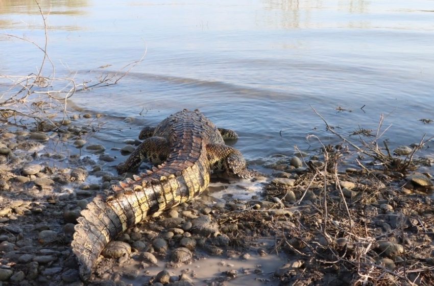  Libera Comisión de Parques a cocodrilo, mientras que ocelote permanece en el zoológico de Tamatán