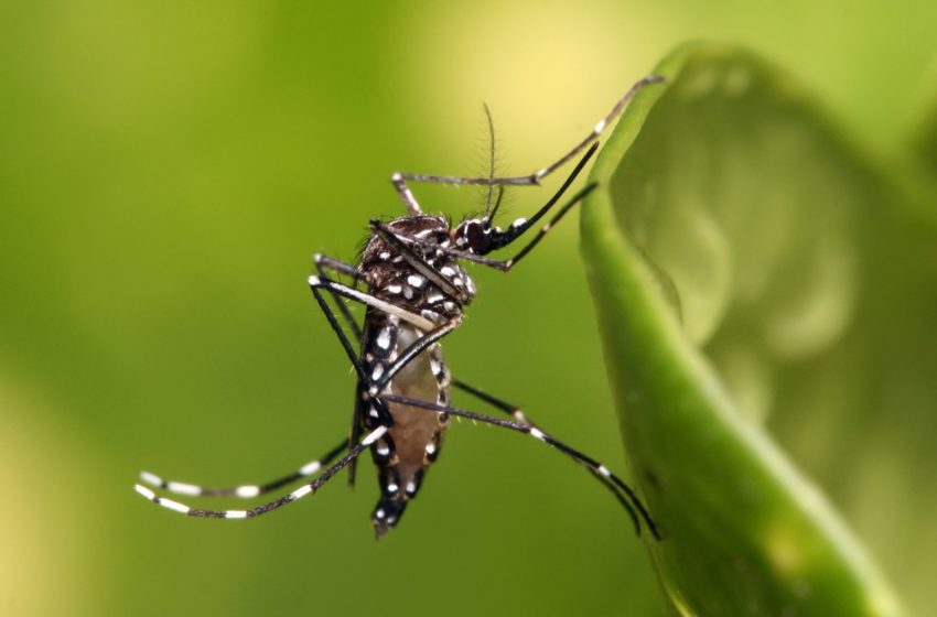  Bajan hasta un 40% casos de dengue en Tamaulipas