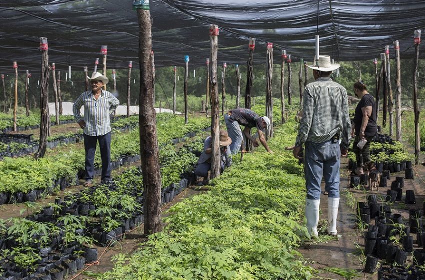  Beneficiarios de Sembrando Vida en Tamaulipas ya pueden disponer de 6,450 pesos