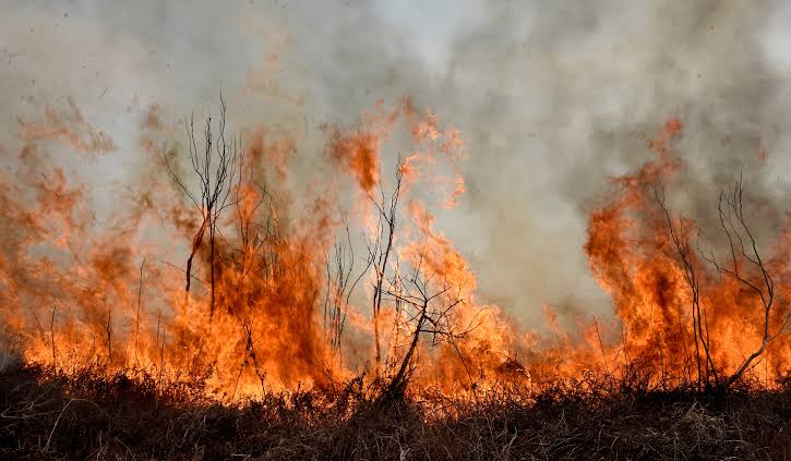  “La ‘plaga’ de incendios en Tula: ¿un reto viral más?”