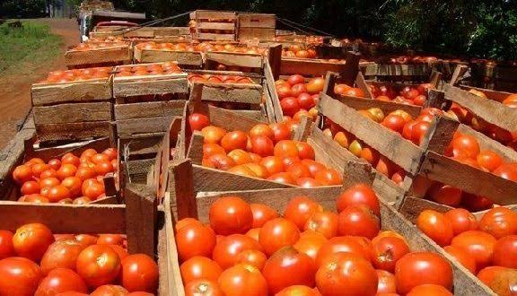 Arancel al tomate impactará a inversionistas foráneos, no a campesinos de Tula