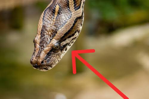 Alerta por fauna venenosa en Tula