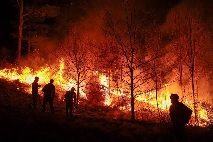 Incendios dan tregua a Tamaulipas; reportan cero siniestros activos