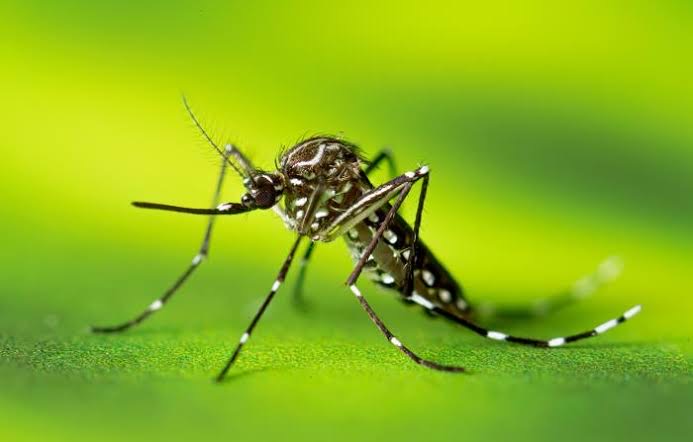 Lluvias y calor encenderán focos rojos por dengue en Tamaulipas: Salud