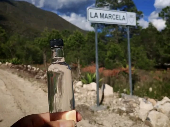 “Nace el Mezcal Artesanal en la Sierra de Miquihuana”