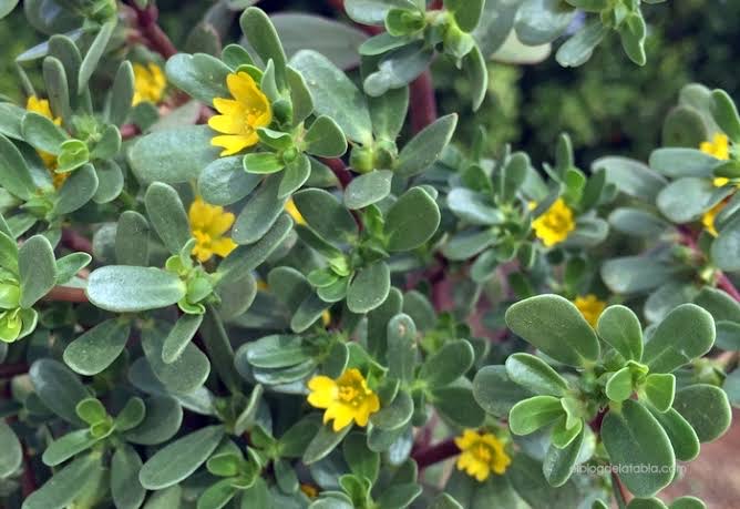 La verdolaga: una planta humilde pero poderosa en nutrientes