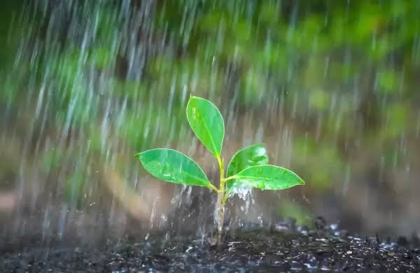 Intensas lluvias traen buena humedad y esperanza al municipio de Tula
