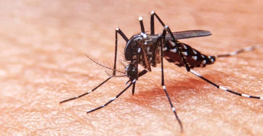 Tamaulipas resiente primera ola de dengue a causa de ‘Barry’