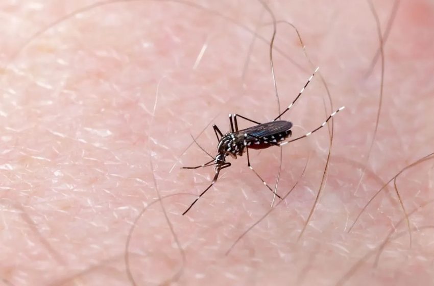 Salud en alerta por pandemia de dengue en el sur