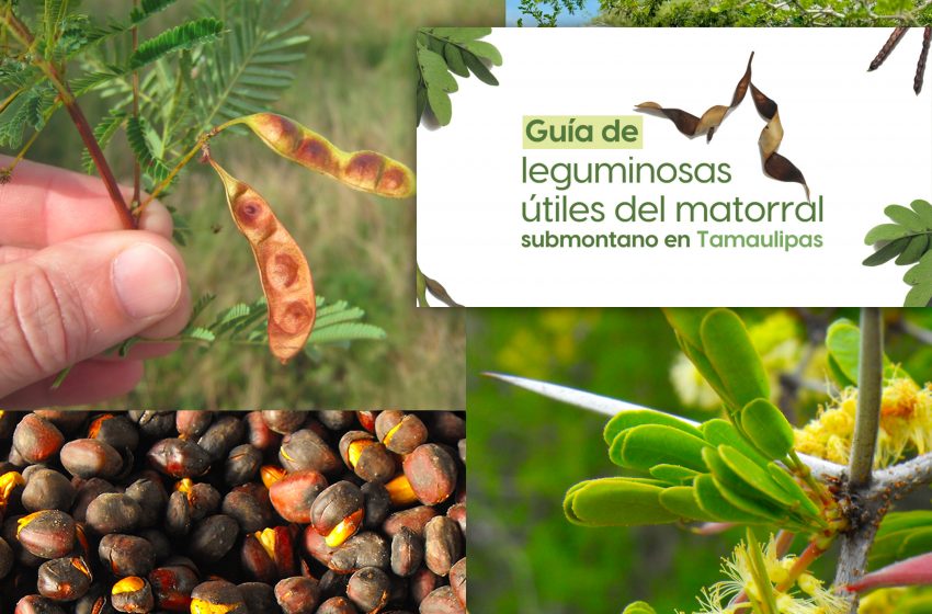  La UAT invita a conocer más sobre las leguminosas y su aprovechamiento
