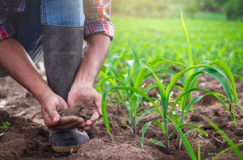  Los agricultores de Tamaulipas levantan la voz