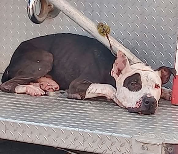  “Luna”, la pitbull involucrada en la muerte de una bebé, es sacrificada por orden oficial