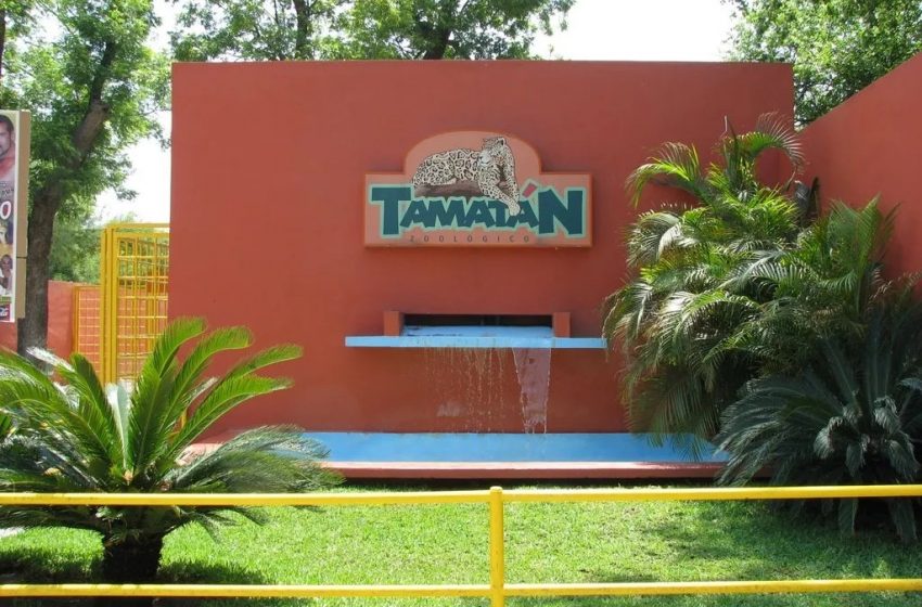  Van más de 30 animales muertos en Tamatán