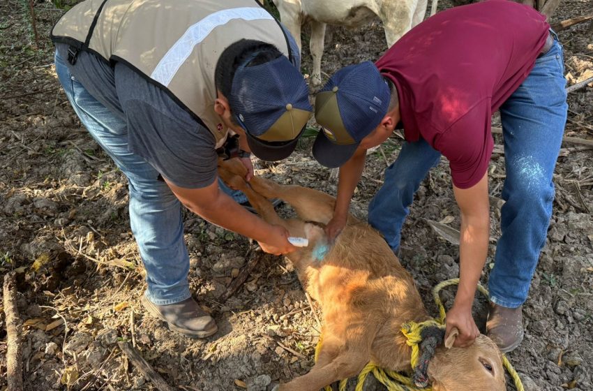  Puma está matando ganado en Jaumave