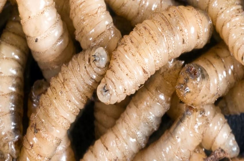  Aumenta a 3 los casos positivos de gusano barrenador