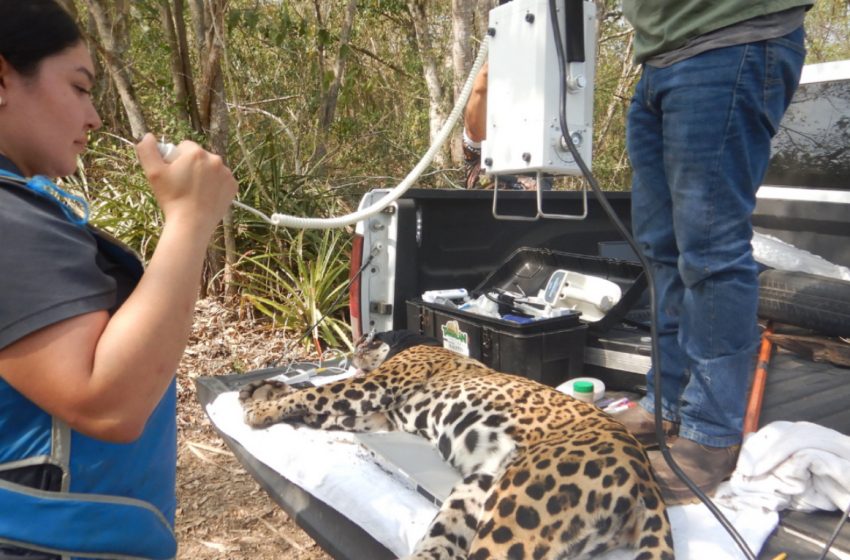  Rescata y libera Comisión de Parques y Biodiversidad a jaguar en Llera