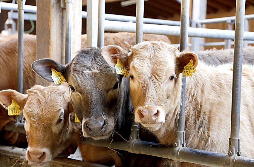  Ganaderos de Bustamante piden a su presidente no los abandone