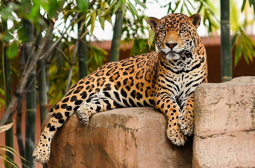  Recibe Zoológico Tamatán a familias con espacios renovados
