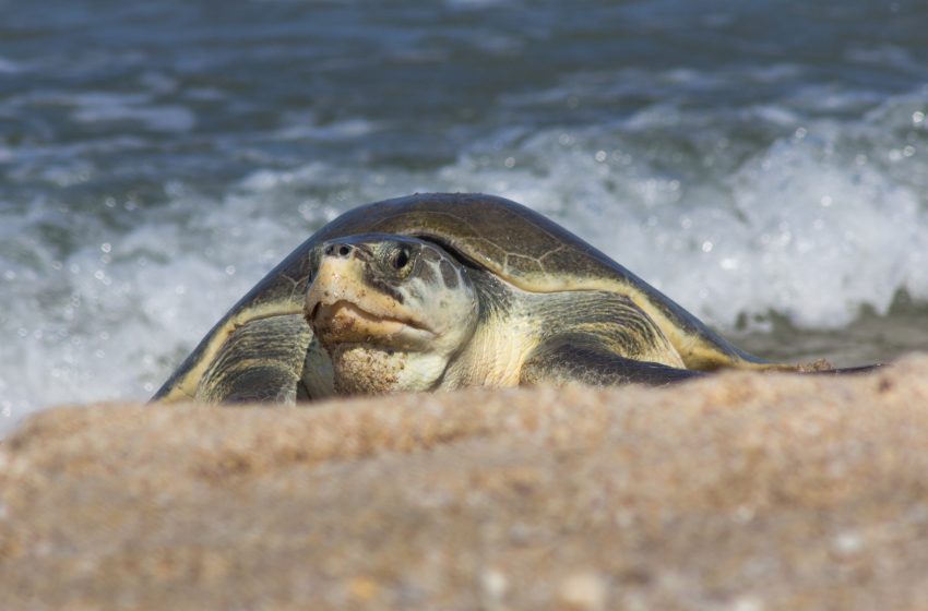  ¡Más de 28 mil huevos resguardados! Avanza anidación de tortuga lora en Tamaulipas sin saqueos