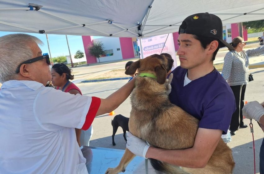  Gratis 300 mil vacunas antirrabicas en Tamaulipas