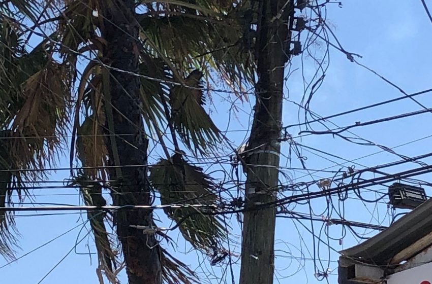  Tromba derriba árboles y postes; deja sin luz varios municipios