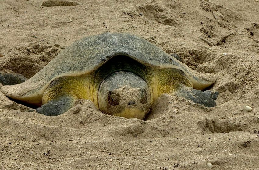  Continúa la temporada de anidación de tortuga lora en Tamaulipas; suman más de 118 mil huevos resguardados