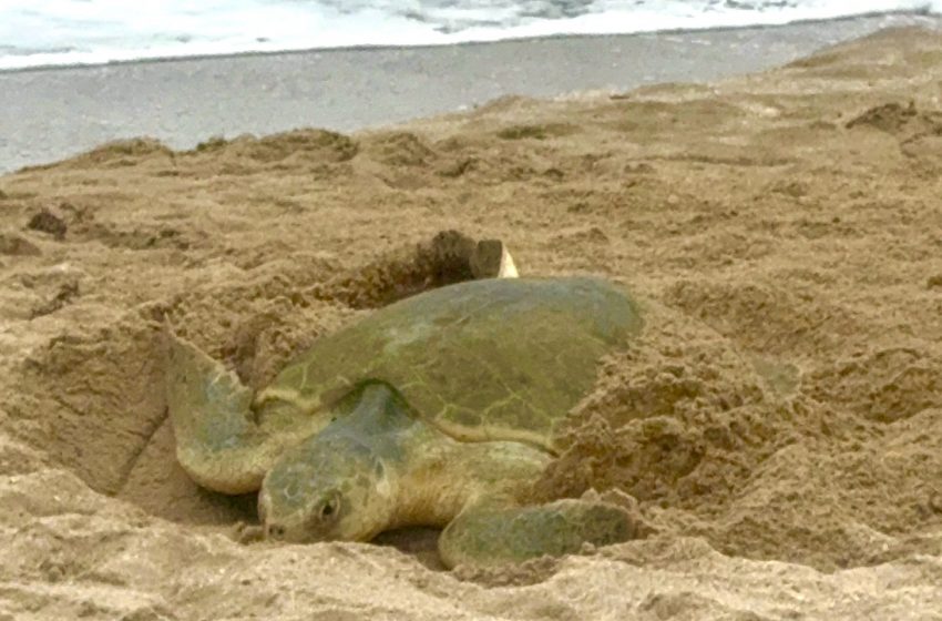  Registra Tamaulipas más de 207 mil huevos de tortuga lora en temporada 2026