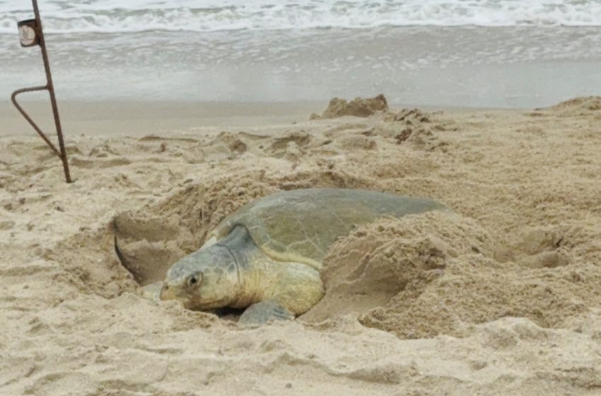 Supera Tamaulipas los 222 mil huevos de tortuga lora protegidos en costas del estado