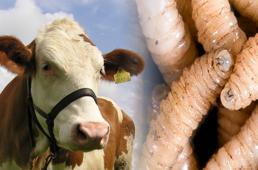  Gusano barrenador mantiene altos precios de la carne; Tamaulipas busca procesar ganado en el estado