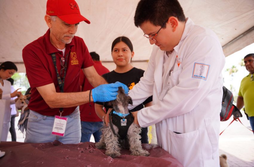  Llevarán a cabo Jornada Gratuita de Vacunación Antirrábica para perros y gatos este sábado